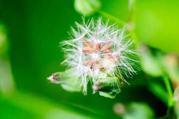 Tragopogon pratensis in the morning yard natural light.