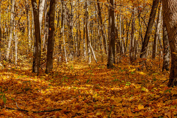 Obraz premium October forest in the National Park!