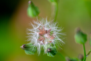 Tragopogon pratensis in the morning yard natural light.
