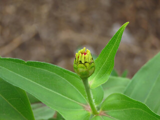 Beautiful flower bud of Zínnia élegans of the Aster family, isolated, blurred background, macro in summer in Ukraine.