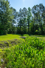 Obraz premium Craeberne Forest, New Bern North Carolina housing neighborhood, scenes from the development 