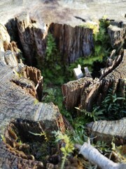 waterfall in the mountains