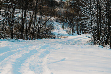 Winter and dog, husky on a walk, jumping in the snow.
