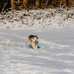 Winter and dog, husky on a walk, jumping in the snow.