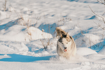 Happy dog during winter walk, husky sled dog, dog playing in the snow.