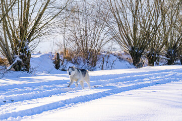 Husky runs on a snowy road, traces of transport, forest and wildlife.