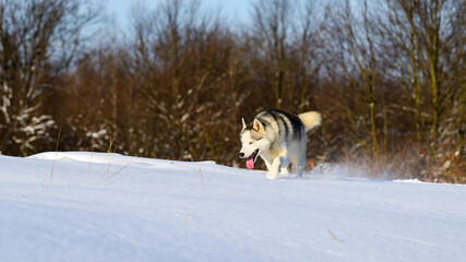Animal life in the wild, husky on a winter hunt.