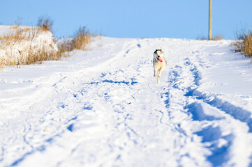 Naklejka na ściany i meble Husky jogging in the field, snowy road and dog.