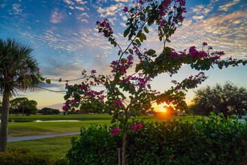 Sunset Orchid Tree