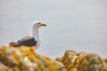 seagull between rocks and with a smooth ocean bottom. Beautiful image of fauna