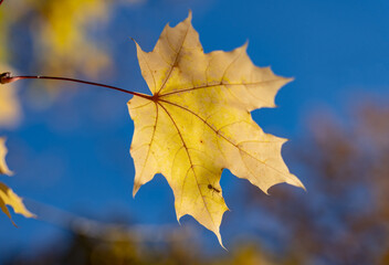 Lonely yellow autumn leaf in the forest on the tree, late autumn, autumn background. An insect sits on a leaf.