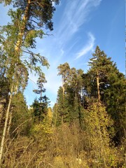 лес природа осень листья деревья солнце красота