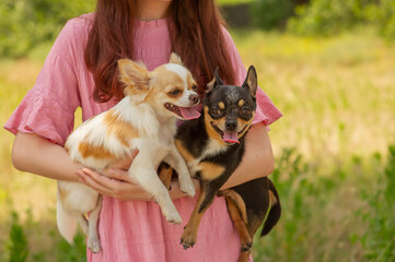 Two dogs in arms of a girl in the summer against the backdrop of nature. Chihuahua black and white.