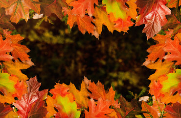 Frame made from autumn leaves. Autumn. Foliage decor