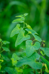 ウマノスズクサ