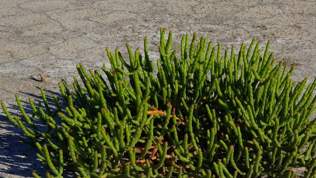 Сommon glasswort, glasswort (Salicornia europaea), succulent plant on dry silt at the bottom of the drying Kuyalnik estuary, Ukraine