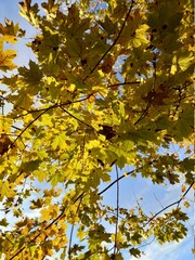 лес природа осень листья деревья солнце красота