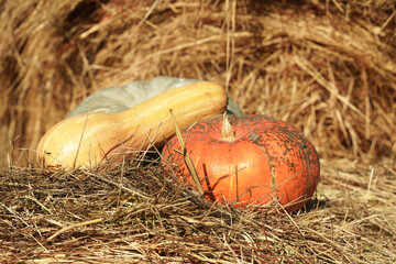 Pumpkins lie on a haystack