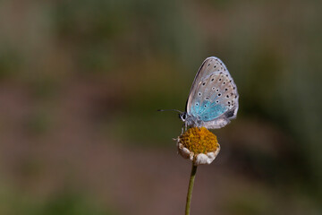 large spotted blue butterfly perched on a daisy, Phengaris arion