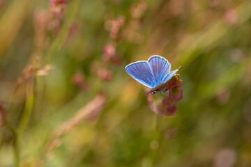 blue little butterfly on wings