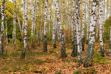 Beautiful birch forest autumn. Golden calm Russian landscape. Yellow leaves, slender white black tree trunks. The concept of golden autumn, the atmosphere of walking in the forest. Landscape no people