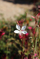 pink and white flowers in the garden