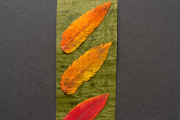 two and a half autumn leaves on a green and gray paper background