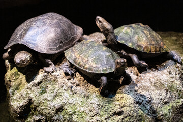 亀、水族館