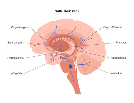 Norepinephrine hormone pathway
