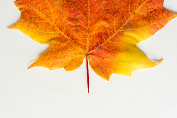 autumn leaves on white