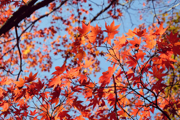 Red leaves of the Japanese Acer in autumn, Surrey, UK