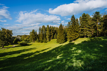 Beautiful summer public park on the sunshine. The shadow of the trees on a sunny day. Nature summer landscape.