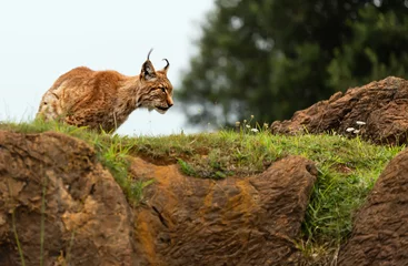 Gordijnen boreal lynx observing from the top of a rock © perpis