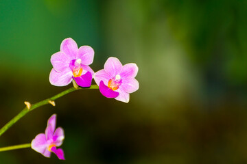 Fototapeta na wymiar Pink flower of a Vietnamese orchid species