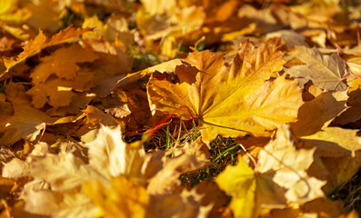 Maple leaf close-up on the ground