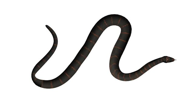Cobra Snake 3D Looped Alpha Channel Included
