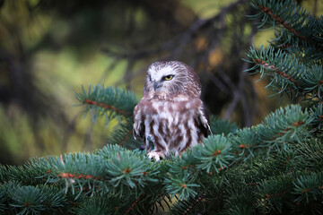 A Norther Saw Whet Owl in a spruce tree