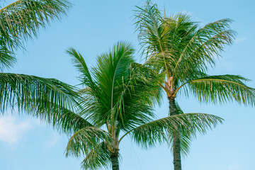 palm tree and blue sky, coconut trees