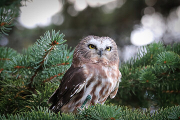 A Norther Saw Whet Owl in a spruce tree