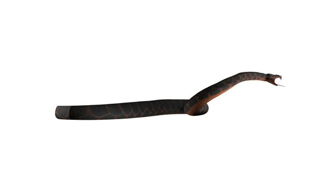 Cobra Snake 3D Looped Alpha Channel Included
