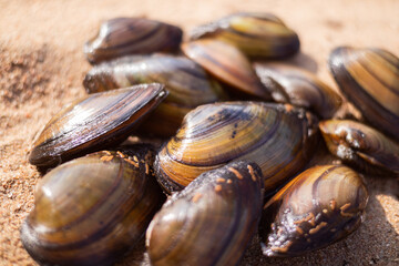 Bunch of clams with brown shells on the sand, sea food.