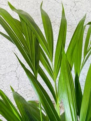 close up of green leaves