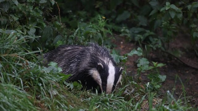 A wild British (European) Badger which was found on a local nature reserve. It had found some overspilled bird seed from the bird feeder above (out of shot) and was feeding on the left overs!