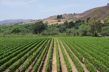Fototapeta na wymiar View of a vineyard with straight rows of green vine plants on a summer day in California’s wine region