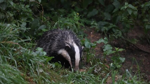 A wild British (European) Badger which was found on a local nature reserve. It had found some overspilled bird seed from the bird feeder above (out of shot) and was feeding on the left overs!