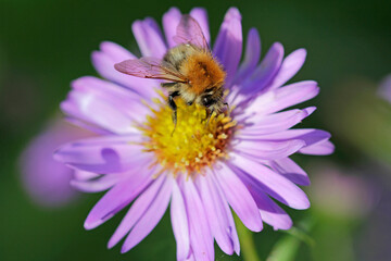 bee on  autumn asters