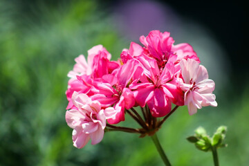 pink flower in the garden