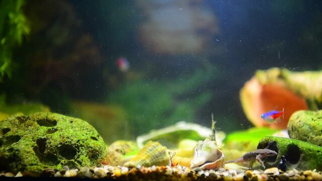 a frog eats a fly in an aquarium