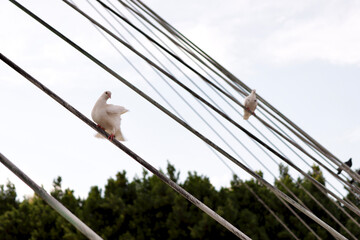 Pigeons on a wire