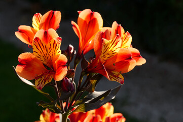 Lilien © Comofoto